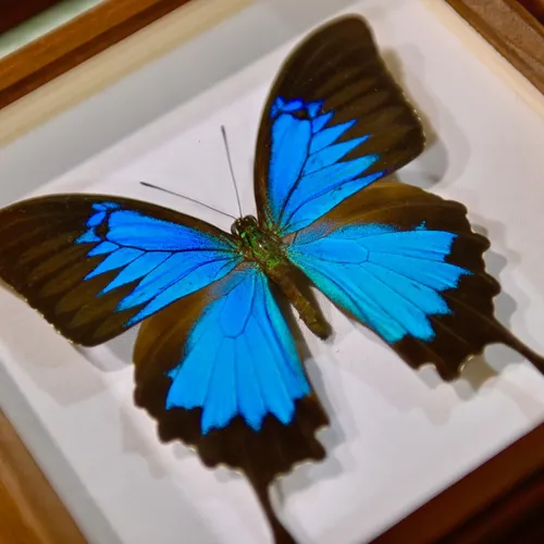 Event image Prodejní výstava brouků a motýlů Praha