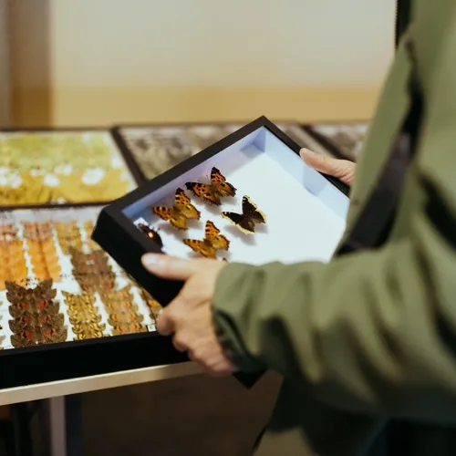 Event image Prodejní výstava brouků a motýlů Kroměříž